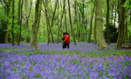 Father Bayer: The way of nature