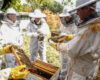 A campus abuzz: Bees arrive at Cistercian Preparatory School